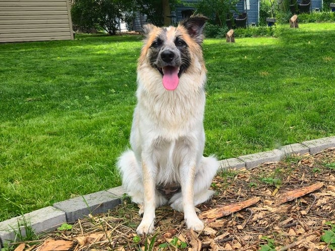 A shaggy tan-and-white dog sitting at the edge of a mowed backyard lawn, tongue out