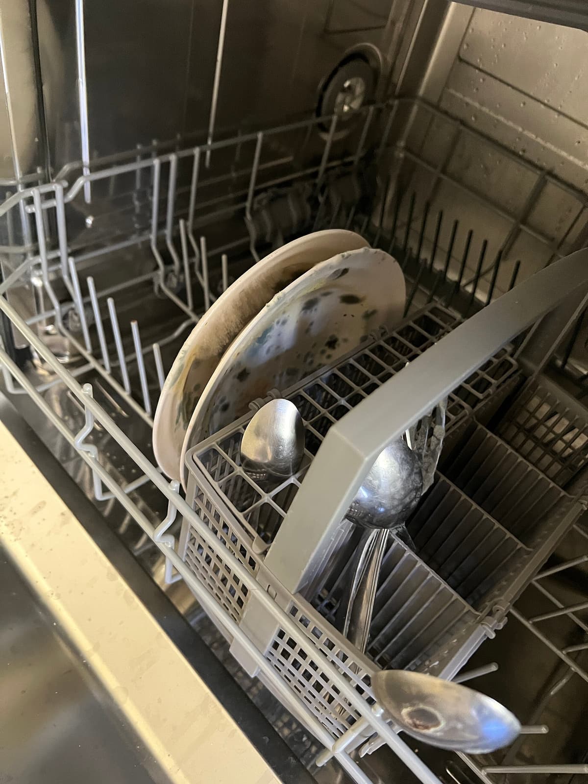 Moldy plates and cutlery left in the rack of a dishwasher.