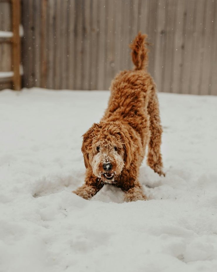 A curly red dog in a play bow in a snowy fenced yard, snow on its face.
